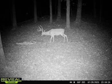 000 Nfw 517, Caddo Gap, AR 71935 - photo 4