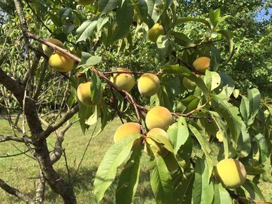 54915 Pear Rd, South Bend, IN 46628 - photo 4