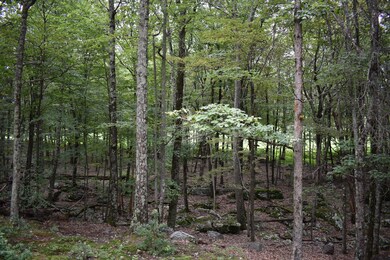 123 Whipple Tree Ln, Hawley, PA 18428 - photo 6