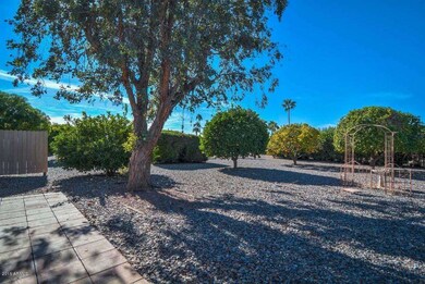 Mary Backyard-Citrus Trees