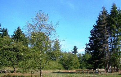 9317 Stein Rd, Custer, WA 98240 - photo 4