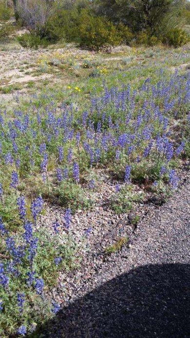 Wild flowers