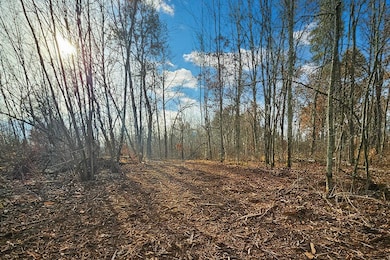 Imagine the sunrise through these trees