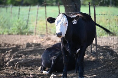 000 E Nn Hwy, Milo, MO 64767 - photo 7