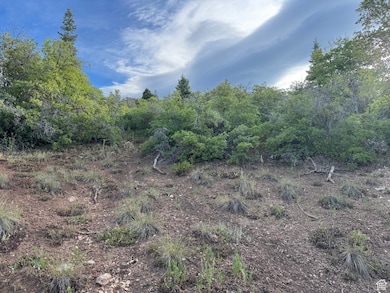 View of local wilderness
