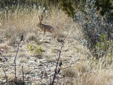 Rabbit