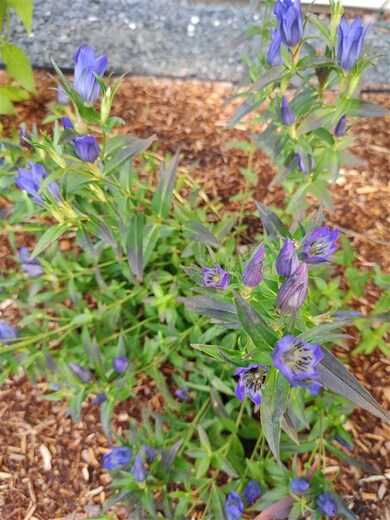 114 Silver Cir, Barre, VT 05641 - photo 4