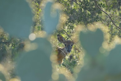 1134 Sd 45400, Rocksprings, TX 78880 - photo 5