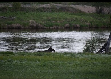Wildlife
