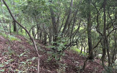 Additional View