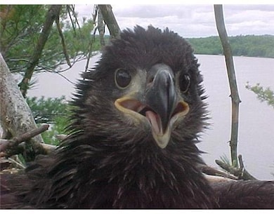 29 Mt Hunger Shore Rd, Windham, ME 04062 - photo 6