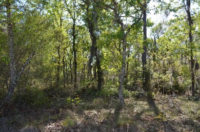 000 Sea Oaks Loop, Keaton Beach, FL 32348 - photo 6