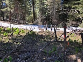 NE corner and Eastern fence line