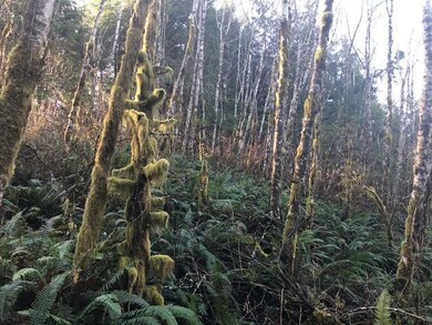 Forested