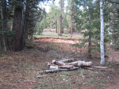 Bear Track4