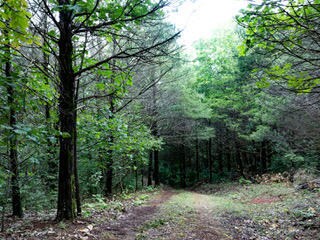 Rolling Meadows (9)