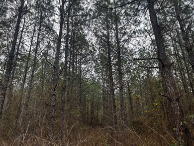 Tract 38 Highway 83, Pineland, TX 75930 - photo 3