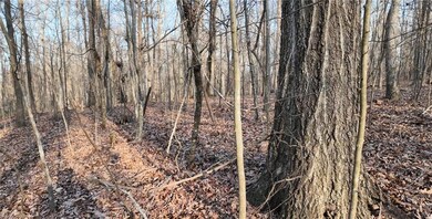 Beautiful hardwoods