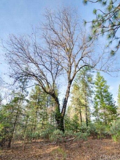 Giant Oak