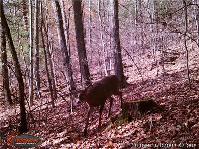 A buck passing through.....