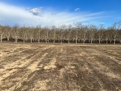 Beautiful front view of Walnut trees