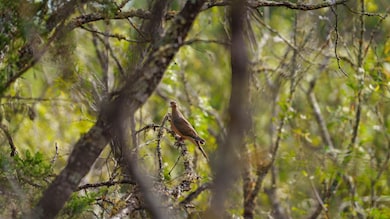 28084 Delafield Dr, New Braunfels, TX 78132 - photo 3