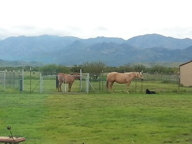 Shamrock horses