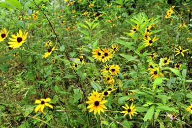 00 Hog Cove Rd, Sylva, NC 28779 - photo 5