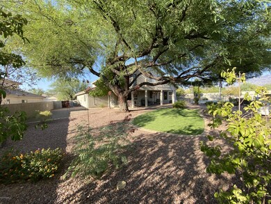 Very Mature Mesquite Tree
