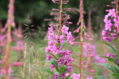 Summertime Vegitation Fireweed