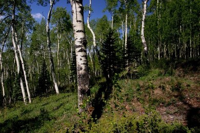trees2