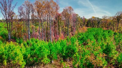 View of local wilderness