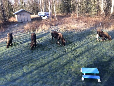 moose