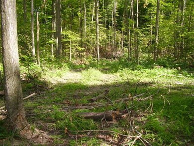 Woods - View # 2
