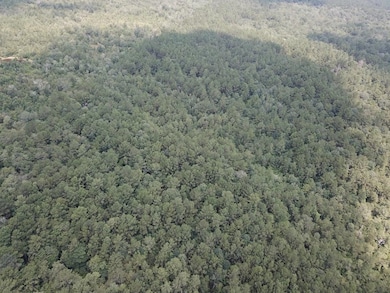 2955 County Road 441, Magnolia Springs, TX 75956 - photo 7