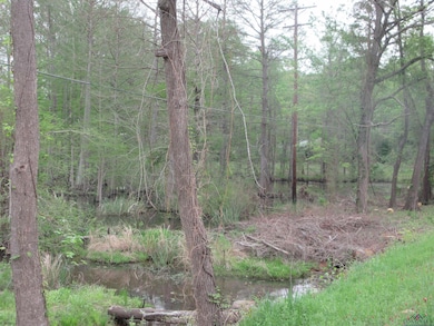 View of local wilderness with a forest view