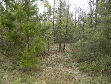 Wooded Lot.JPG