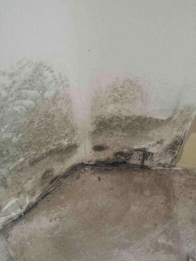 mold