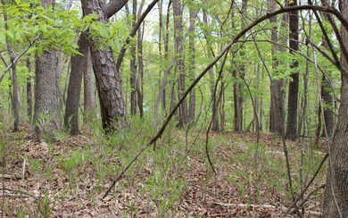 Additional View