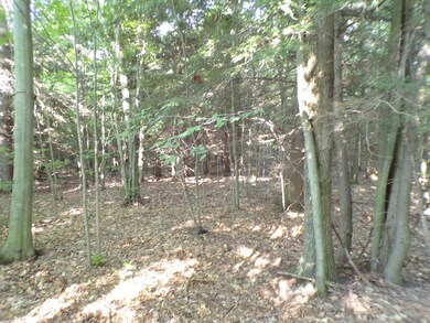 nice mix of trees