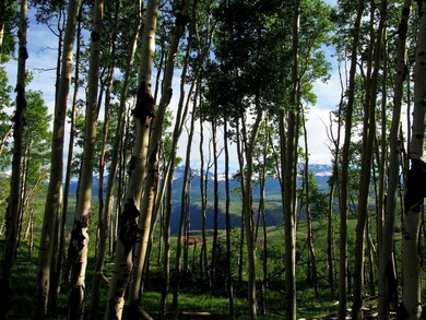 Aspens