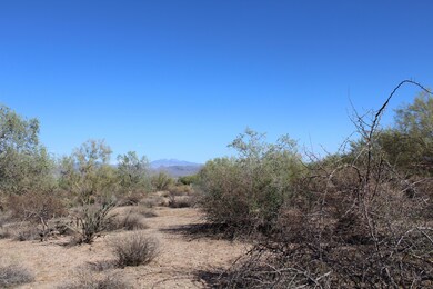 Desert Vegetation
