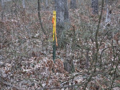 Yellow Flags