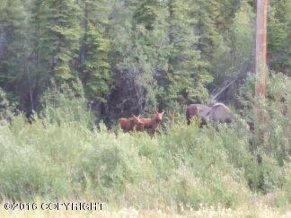 Cow and Calf  in nearby Woods