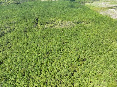 0 Buck Ln, Woodbine, GA 31569 - photo 3