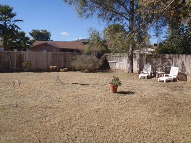 Back Yard 1