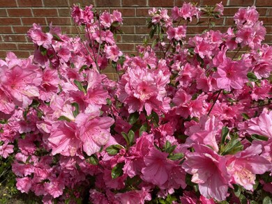 258 Rocky Hills Rd, Pittsboro, NC 27312 - photo 4