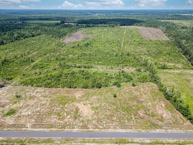Bird's eye view of a forest