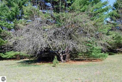 Lots of deer hang out under this tree in the fall.