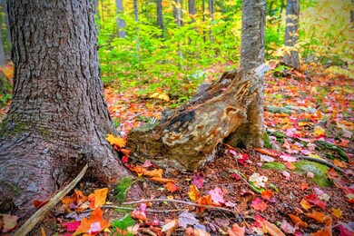 5 Imp Trail, Gorham, NH 03581 - photo 7